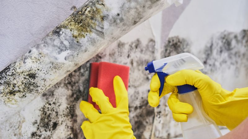 Attic Mold Removal in Fort Worth, TX