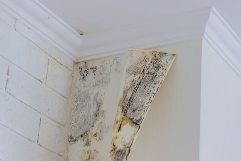 Black Mold Remediation in Bergen County, NJ