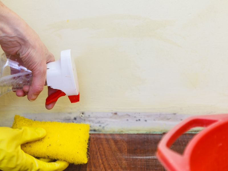 Mold Cleanup Service in Bergen County, NJ