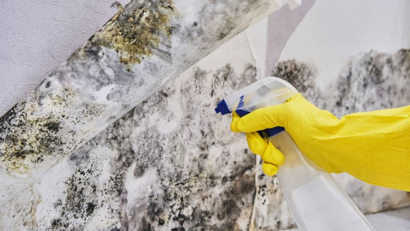 Mold Control in Weatherford, TX