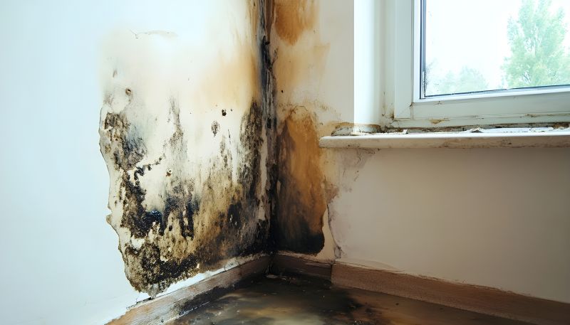 Mold Mitigation Service in Fort Worth, TX