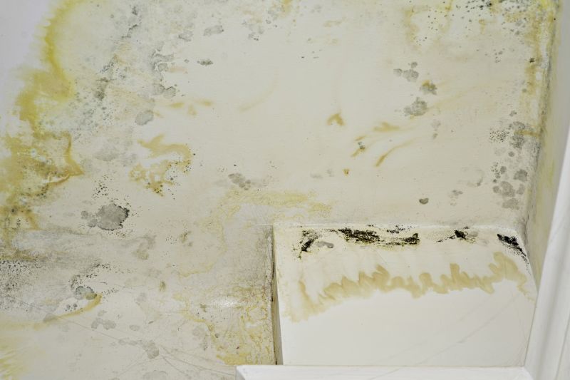 Mold Removal in Essex County, NJ