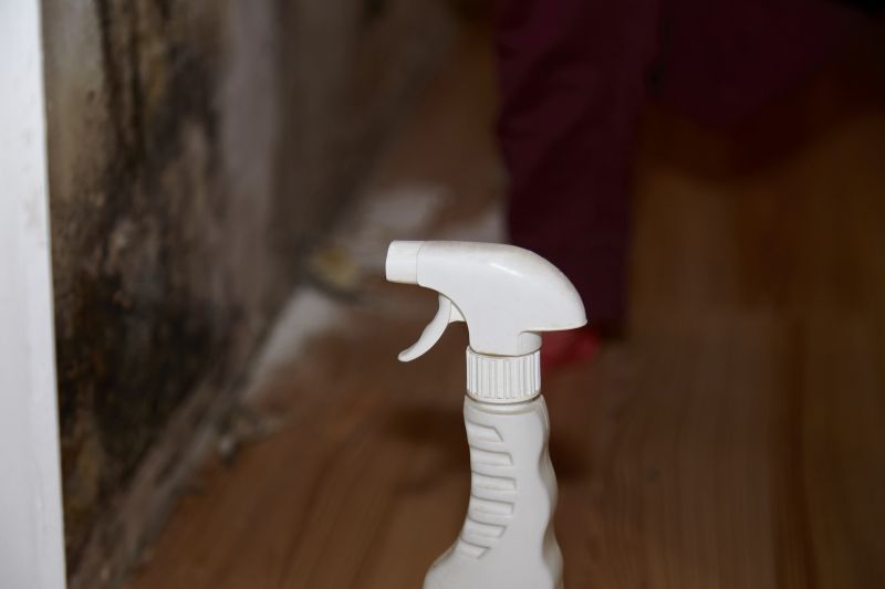 Mold Restoration in Fort Lauderdale, FL