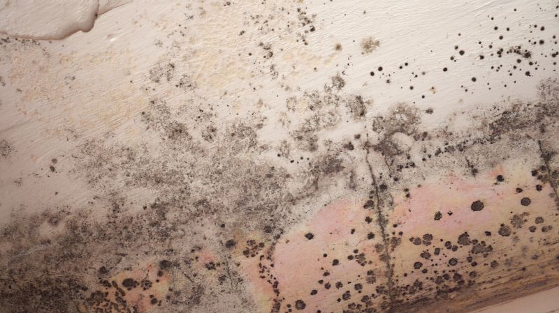 Attic Mold Remediation in Fort Lauderdale, FL