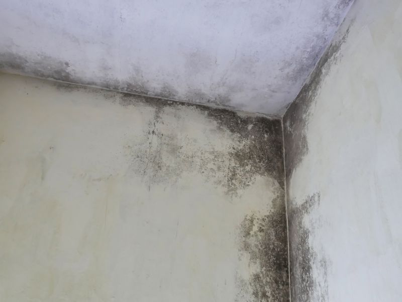 Attic Mold Removal in Fort Lauderdale, FL